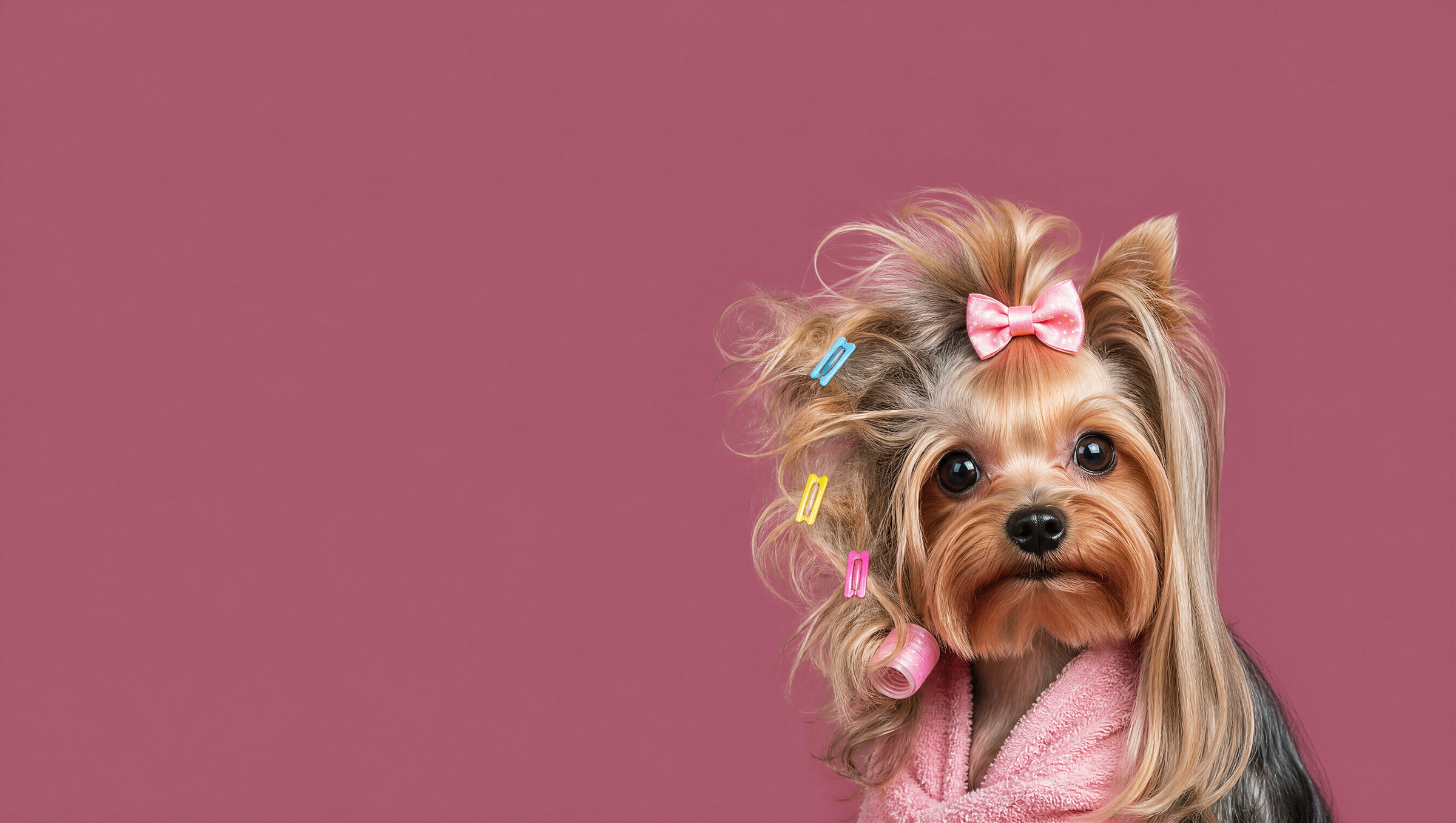 Hund wird im Hundesalon Deluxe PET House in Berlin-Marzahn-Hellersdorf gekämmt